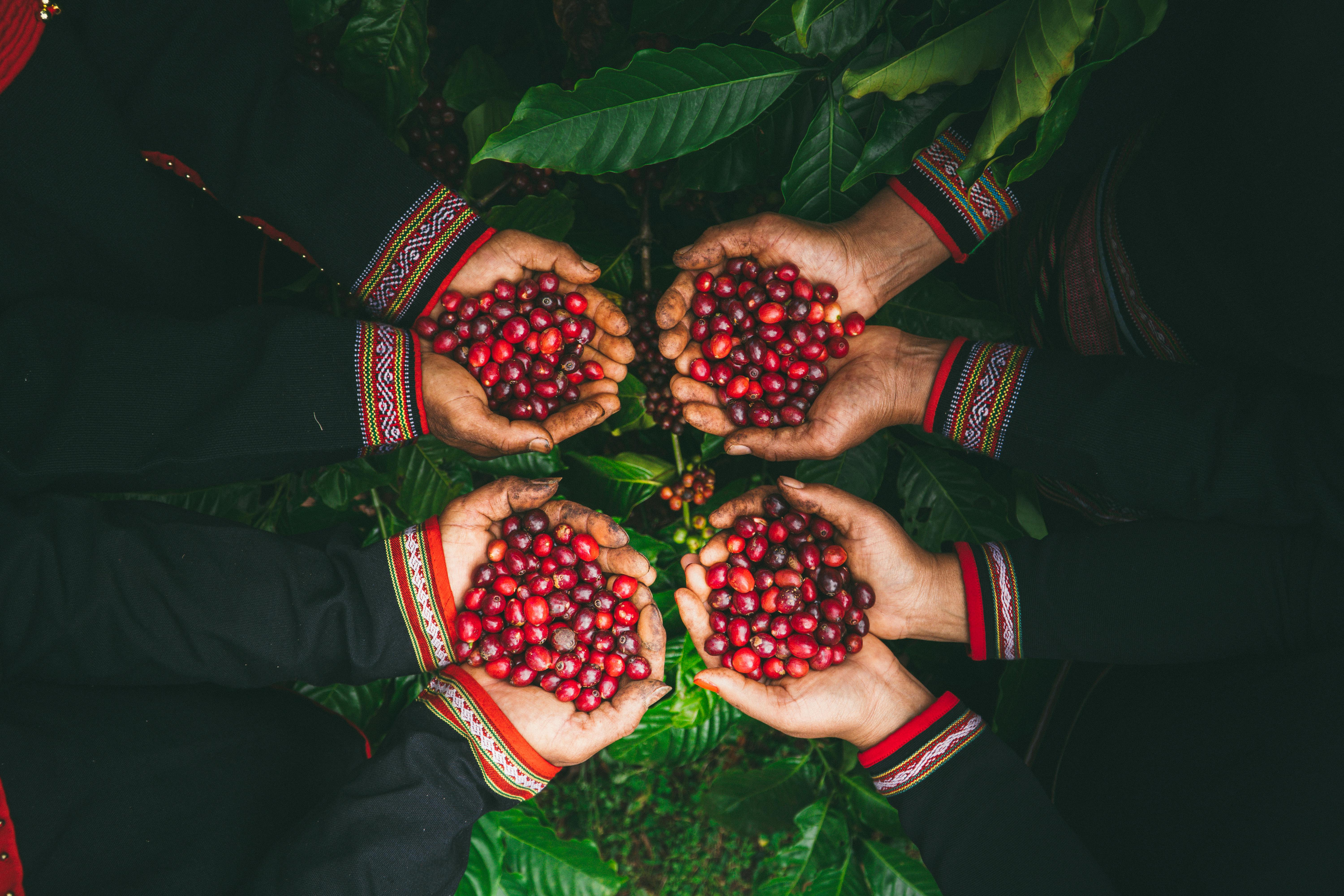 Ethiopian coffee farms